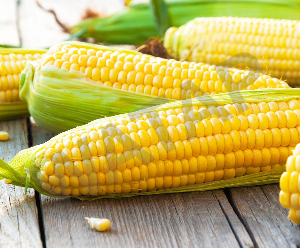 SWEET-CORN